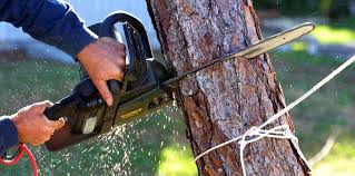 Best Tree Health Inspection  in Decatur, TN