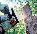 Best Tree Maintenance Programs  in Decatur, TN