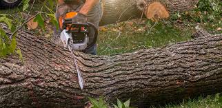Best Lawn Pest Prevention  in Decatur, TN