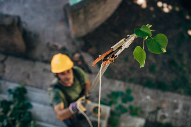 Best Hazardous Tree Removal  in Decatur, TN