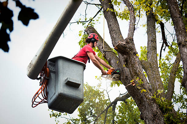 Decatur, TN Tree Removal Company