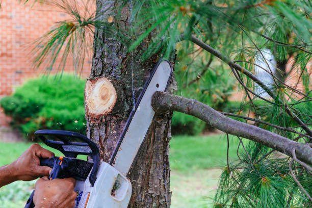 Best Fruit Tree Pruning  in Decatur, TN